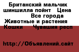 Британский мальчик шиншилла-пойнт › Цена ­ 5 000 - Все города Животные и растения » Кошки   . Чувашия респ.